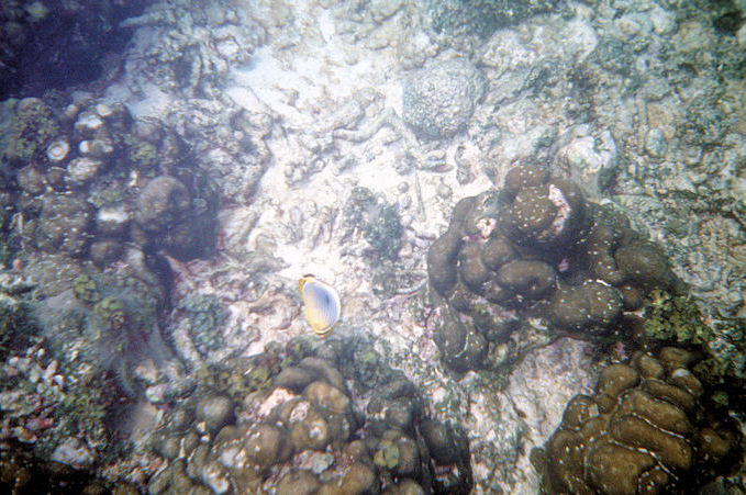Seychellen Unterwasser-038.jpg